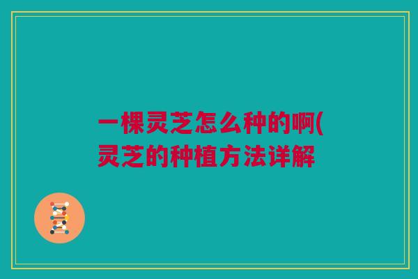 一棵灵芝怎么种的啊(灵芝的种植方法详解
