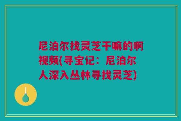 尼泊尔找灵芝干嘛的啊视频(寻宝记：尼泊尔人深入丛林寻找灵芝)