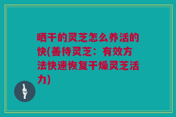晒干的灵芝怎么养活的快(善待灵芝：有效方法快速恢复干燥灵芝活力)