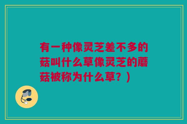 有一种像灵芝差不多的菇叫什么草像灵芝的蘑菇被称为什么草？)