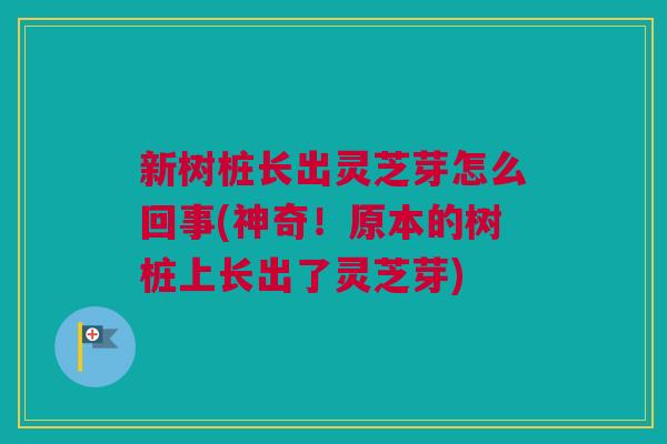 新树桩长出灵芝芽怎么回事(神奇!原本的树桩上长出了灵芝芽) 新树桩长出灵芝芽怎么回事(神奇!原本的树桩上长出了灵芝芽)