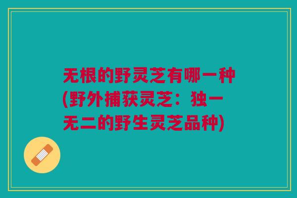 无根的野灵芝有哪一种(野外捕获灵芝:独一无二的野生灵芝品种) 无根的野灵芝有哪一种(野外捕获灵芝:独一无二的野生灵芝品种)