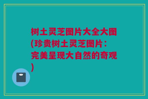 树土灵芝图片大全大图(珍贵树土灵芝图片:完美呈现大自然的奇观) 树土灵芝图片大全大图(珍贵树土灵芝图片:完美呈现大自然的奇观)