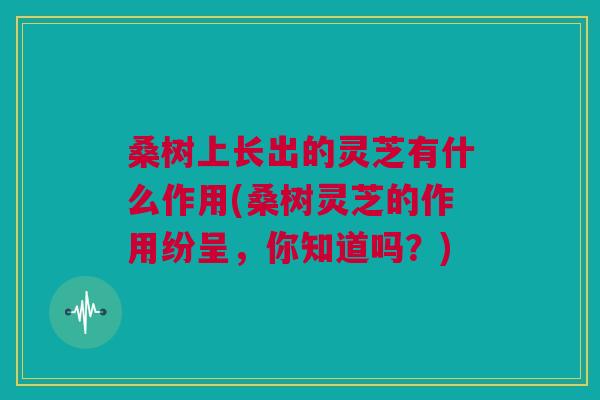 桑树上长出的灵芝有什么作用(桑树灵芝的作用纷呈,你知道吗?) 桑树上长出的灵芝有什么作用(桑树灵芝的作用纷呈,你知道吗?)