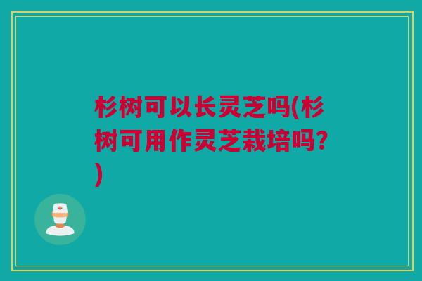 杉树可以长灵芝吗(杉树可用作灵芝栽培吗?) 杉树可以长灵芝吗(杉树可用作灵芝栽培吗?)