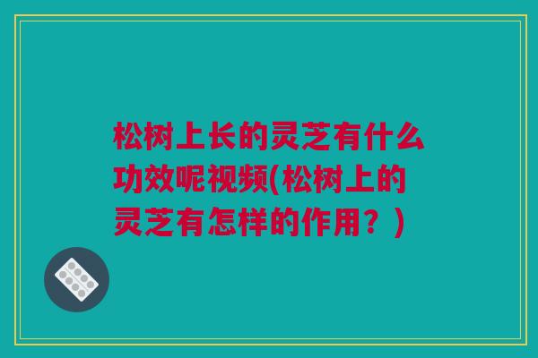 松树上长的灵芝有什么功效呢视频(松树上的灵芝有怎样的作用?) 松树上长的灵芝有什么功效呢视频(松树上的灵芝有怎样的作用?)
