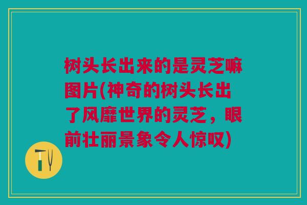 树头长出来的是灵芝嘛图片(神奇的树头长出了风靡世界的灵芝，眼前壮丽景象令人惊叹)