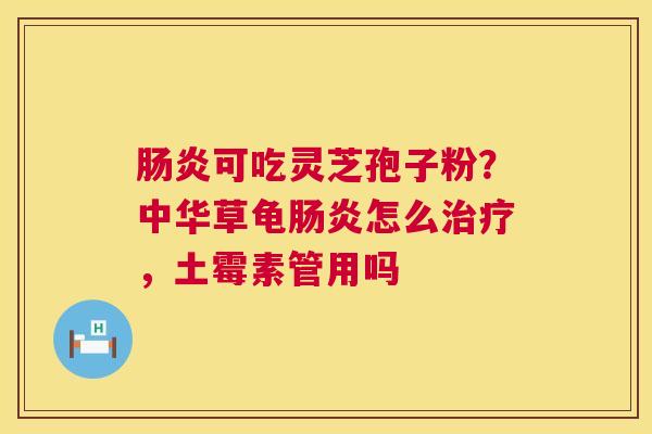 肠炎可吃灵芝孢子粉？中华草龟肠炎怎么治疗，土霉素管用吗