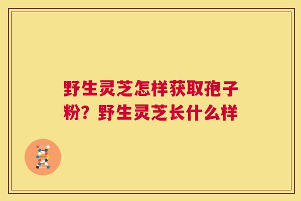 野生灵芝怎样获取孢子粉？野生灵芝长什么样
