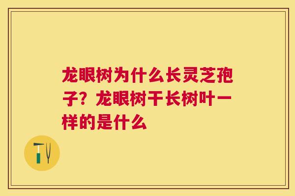 龙眼树为什么长灵芝孢子？龙眼树干长树叶一样的是什么