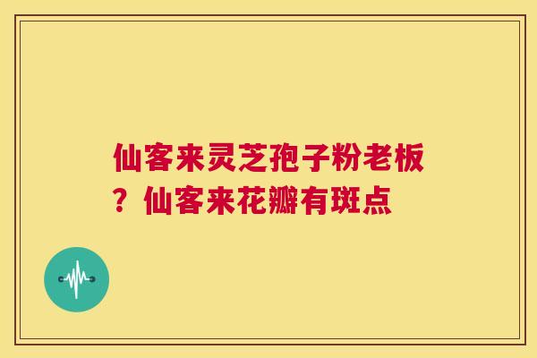 仙客来灵芝孢子粉老板？仙客来花瓣有斑点