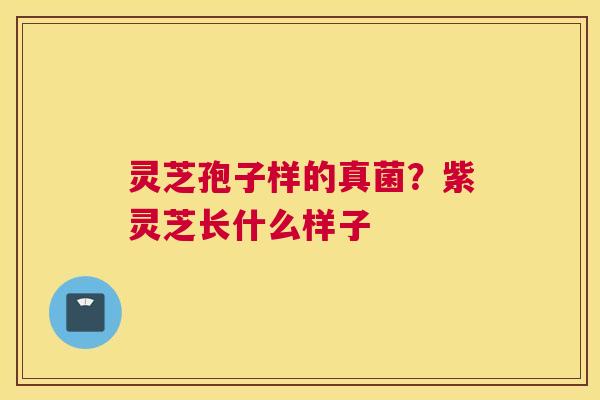 灵芝孢子样的真菌？紫灵芝长什么样子