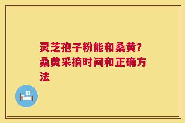灵芝孢子粉能和桑黄？桑黄采摘时间和正确方法