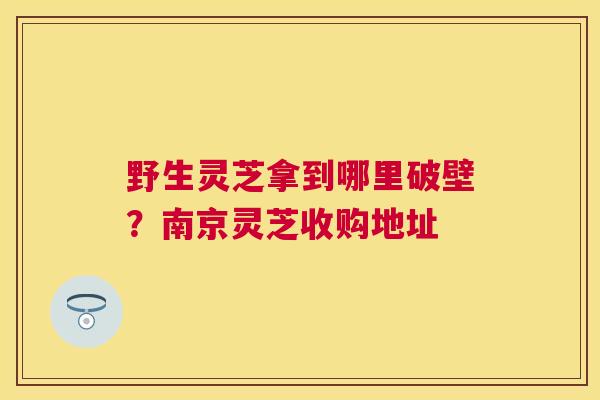 野生灵芝拿到哪里破壁？南京灵芝收购地址