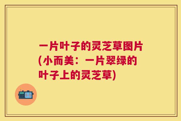一片叶子的灵芝草图片(小而美：一片翠绿的叶子上的灵芝草)