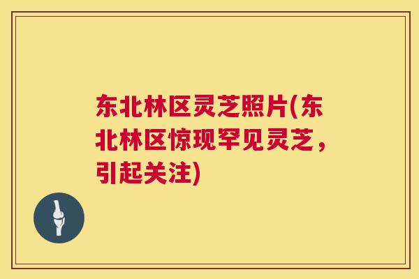 东北林区灵芝照片(东北林区惊现罕见灵芝，引起关注)