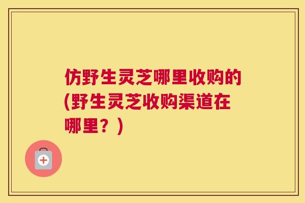 仿野生灵芝哪里收购的(野生灵芝收购渠道在哪里?) 仿野生灵芝哪里收购的(野生灵芝收购渠道在哪里?)