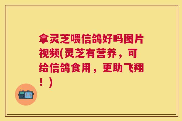 拿灵芝喂信鸽好吗图片视频(灵芝有营养，可给信鸽食用，更助飞翔！)