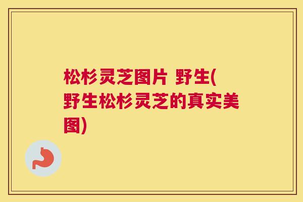松杉灵芝图片 野生(野生松杉灵芝的真实美图)