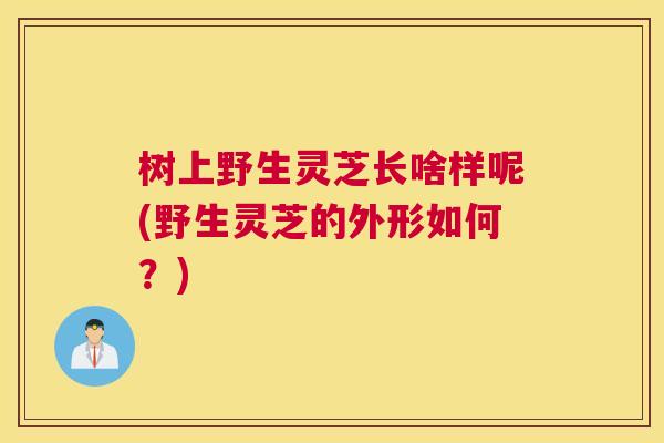 树上野生灵芝长啥样呢(野生灵芝的外形如何？)