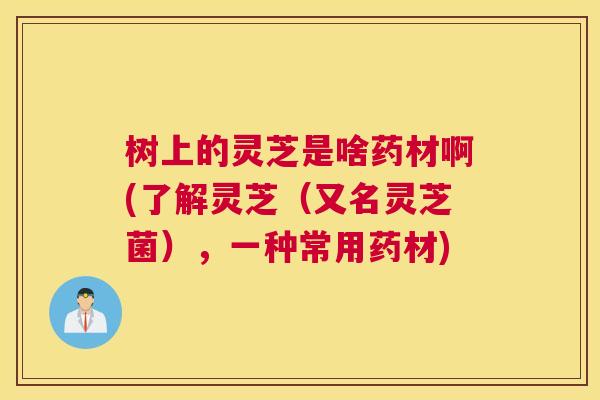 树上的灵芝是啥药材啊(了解灵芝（又名灵芝菌），一种常用药材)