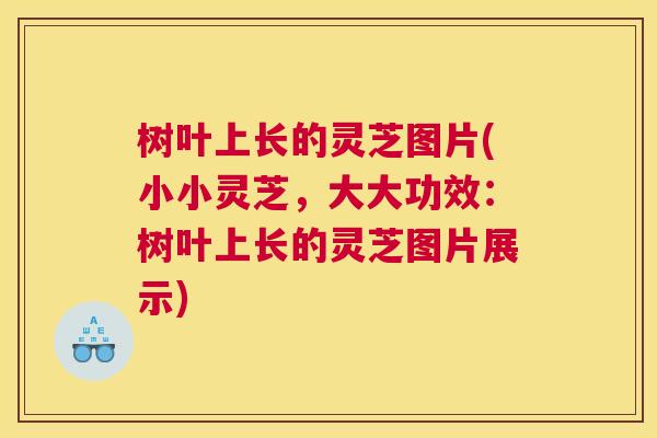 树叶上长的灵芝图片(小小灵芝，大大功效：树叶上长的灵芝图片展示)