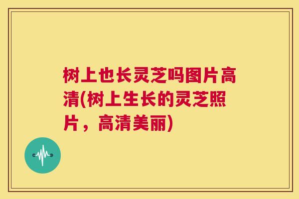 树上也长灵芝吗图片高清(树上生长的灵芝照片，高清美丽)