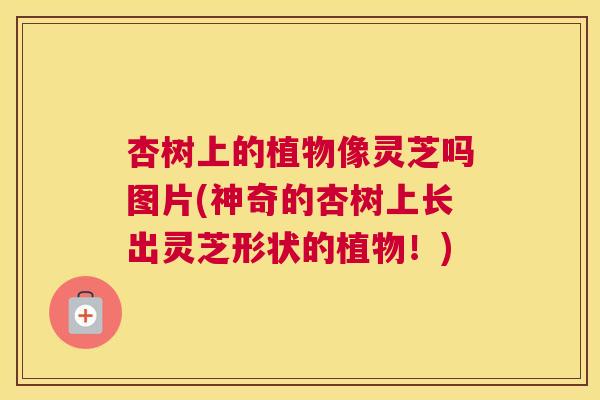杏树上的植物像灵芝吗图片(神奇的杏树上长出灵芝形状的植物!) 杏树上的植物像灵芝吗图片(神奇的杏树上长出灵芝形状的植物!)