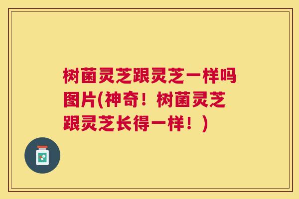 树菌灵芝跟灵芝一样吗图片(神奇!树菌灵芝跟灵芝长得一样!) 树菌灵芝跟灵芝一样吗图片(神奇!树菌灵芝跟灵芝长得一样!)