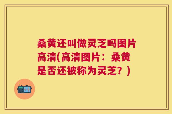 桑黄还叫做灵芝吗图片高清(高清图片：桑黄是否还被称为灵芝？)