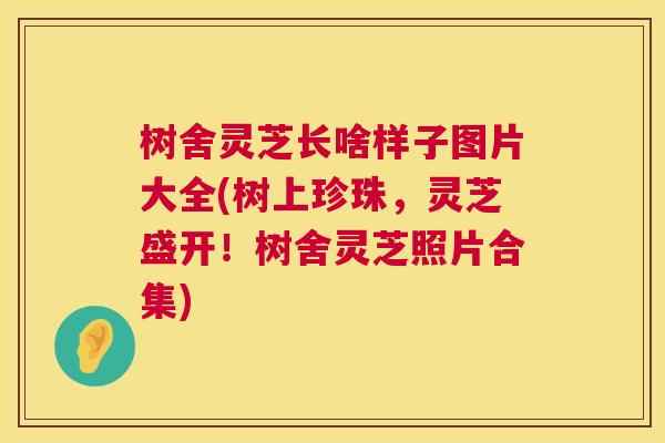 树舍灵芝长啥样子图片大全(树上珍珠，灵芝盛开！树舍灵芝照片合集)