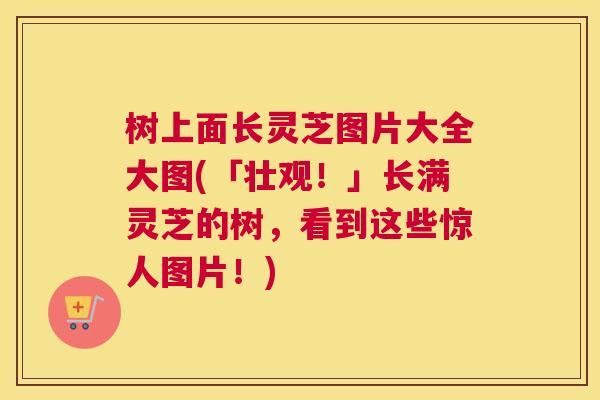树上面长灵芝图片大全大图(「壮观！」长满灵芝的树，看到这些惊人图片！)