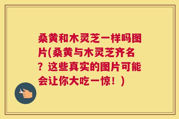 桑黄和木灵芝一样吗图片(桑黄与木灵芝齐名？这些真实的图片可能会让你大吃一惊！)