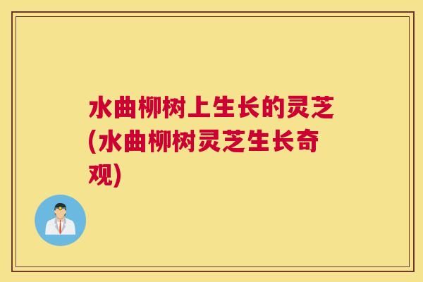 水曲柳树上生长的灵芝(水曲柳树灵芝生长奇观) 水曲柳树上生长的灵芝(水曲柳树灵芝生长奇观)