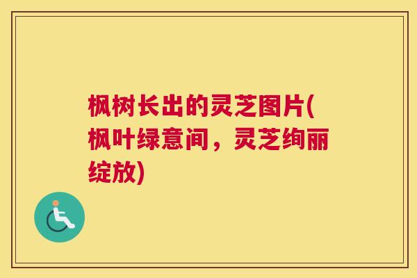 枫树长出的灵芝图片(枫叶绿意间，灵芝绚丽绽放)