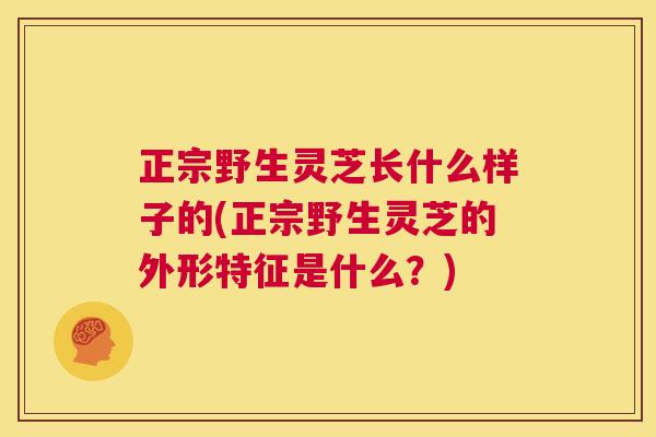 正宗野生灵芝长什么样子的(正宗野生灵芝的外形特征是什么？)