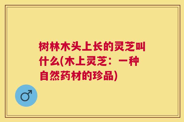 树林木头上长的灵芝叫什么(木上灵芝：一种自然药材的珍品)