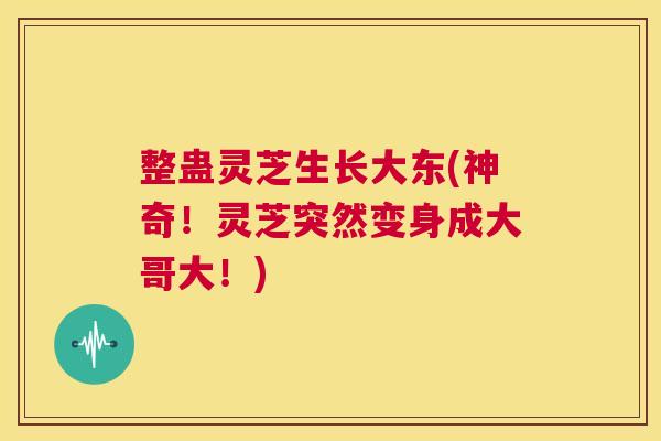 整蛊灵芝生长大东(神奇！灵芝突然变身成大哥大！)