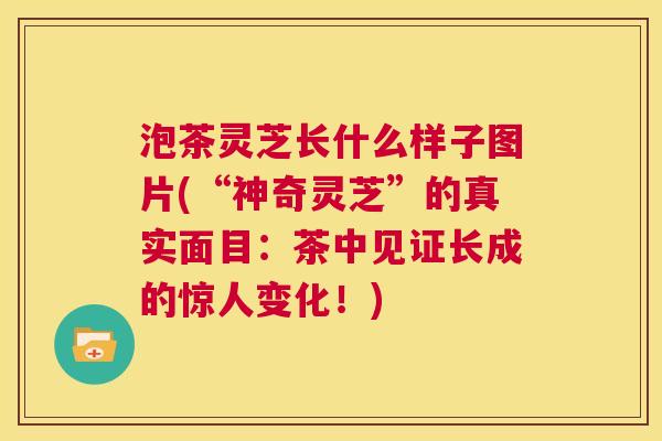 泡茶灵芝长什么样子图片(“神奇灵芝”的真实面目：茶中见证长成的惊人变化！)