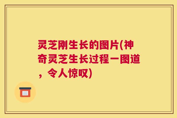 灵芝刚生长的图片(神奇灵芝生长过程一图道，令人惊叹)