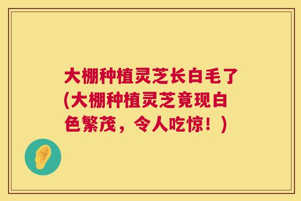大棚种植灵芝长白毛了(大棚种植灵芝竟现白色繁茂，令人吃惊！)