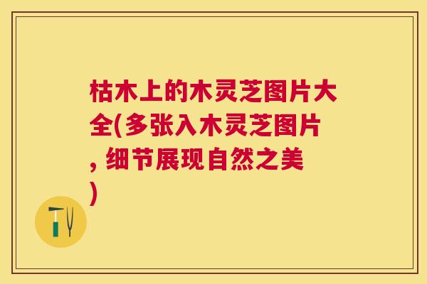 枯木上的木灵芝图片大全(多张入木灵芝图片, 细节展现自然之美)