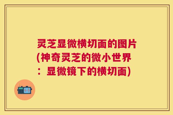 灵芝显微横切面的图片(神奇灵芝的微小世界：显微镜下的横切面)