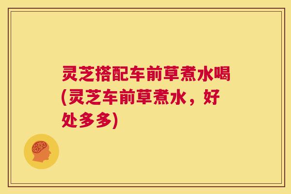 灵芝搭配车前草煮水喝(灵芝车前草煮水，好处多多)