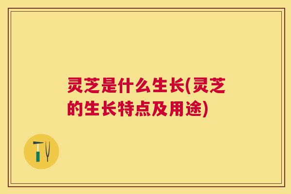 灵芝是什么生长(灵芝的生长特点及用途)
