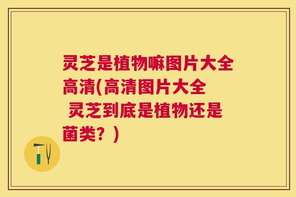 灵芝是植物嘛图片大全高清(高清图片大全  灵芝到底是植物还是菌类？)