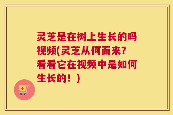 灵芝是在树上生长的吗视频(灵芝从何而来?看看它在视频中是如何生长的!) 灵芝是在树上生长的吗视频(灵芝从何而来?看看它在视频中是如何生长的!)