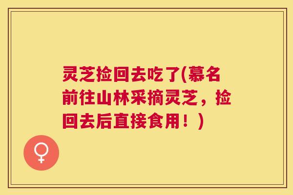 灵芝捡回去吃了(慕名前往山林采摘灵芝,捡回去后直接食用!) 灵芝捡回去吃了(慕名前往山林采摘灵芝,捡回去后直接食用!)