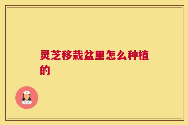 灵芝移栽盆里怎么种植的