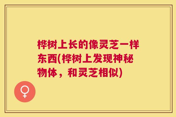 桦树上长的像灵芝一样东西(桦树上发现神秘物体，和灵芝相似)